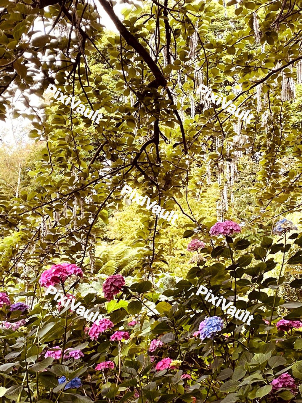 Beautiful Flowers